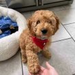 Miniature poodle puppies for sale 