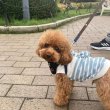 Miniature poodle puppies for sale 