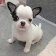 Chihuahua puppies for sale 