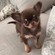 Chihuahua puppies for sale 