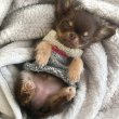 Chihuahua puppies for sale 