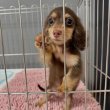 Miniature dachshund puppies 