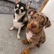 American pitbull puppies 