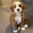 Mix breed puppies looking for a home 