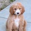 Miniature Goldendoodle puppies male and female 