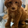 Miniature Goldendoodle puppies male and female 