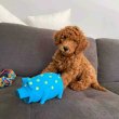 Miniature Goldendoodle puppies male and female 