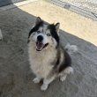 Siberian husky for sale young adult 