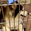 Siberian husky for sale young adult 