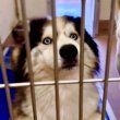 Siberian husky for sale young adult 