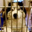 Siberian husky for sale young adult 