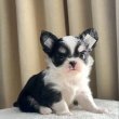Chihuahua puppies 