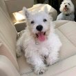 Westie puppies for sale male and female 