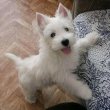 Westie puppies for sale male and female 