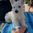 Westie puppies for sale male and female 
