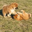 Akita puppies for sale 