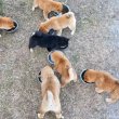 Akita puppies for sale 