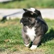 Akita puppies for sale 