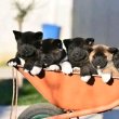 Akita puppies for sale 