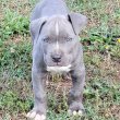 American Bullies for sale 