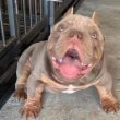 American Bullies for sale 