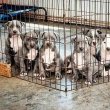 American Bullies for sale 