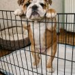 English  bull dogs for sale 