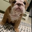 English  bull dogs for sale 