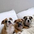 English  bull dogs for sale 
