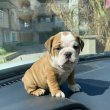 English  bull dogs for sale 