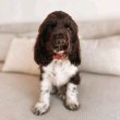 English cocker spaniel puppies available 