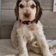 English cocker spaniel puppies available 