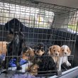English cocker spaniel puppies available 