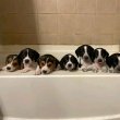 Beagle puppies for sale to good homes 