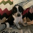 Beagle puppies for sale to good homes 