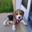 Beagle puppies for sale to good homes 