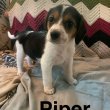 Beagle puppies for sale to good homes 