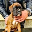 Boxer puppies 