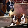 Boxer puppies 