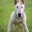 Bull Terrier male and female ready to go.