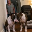 Bull Terrier male and female ready to go.