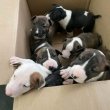 Bull Terrier male and female ready to go.