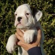Bull Terrier male and female ready to go.