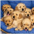 Arany retriever kölykök örökbefogadásra