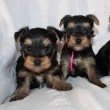yorkshire terrier kölykök örökbefogadásra