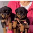 Rottweiler kölykök örökbefogadásra