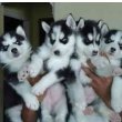 Kedves szibériai husky kölykök örökbefogadásra