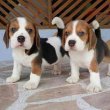 Beagle kölykök örökbefogadásra