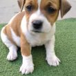 Jack Russell kölykök örökbefogadásra