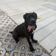 Cane Corso kiskutya
